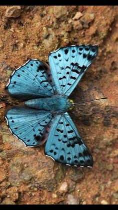 a blue butterfly sitting on top of a rock