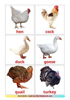 four different types of chickens and roosters are shown in this image with the words