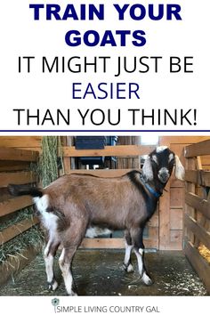 a goat standing inside of a barn with text overlay reading train your goats it might just be easier than you think