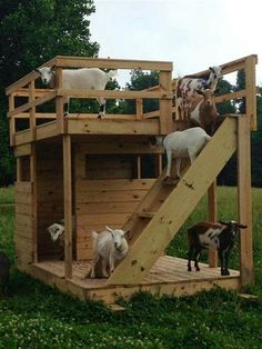 several goats are climbing up and down a wooden structure in the middle of a grassy field