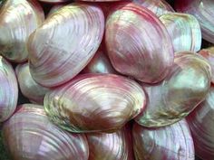 some very pretty pink shells piled on top of each other