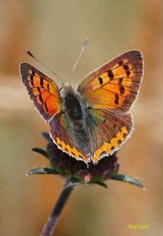 an orange and black butterfly sitting on top of a purple flower