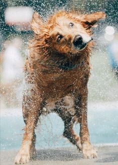 a wet dog standing in the rain with it's front paws on its head