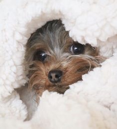 a small dog is peeking out from under a fluffy white blanket with his head sticking out