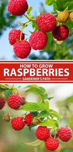 how to grow raspberries in the garden