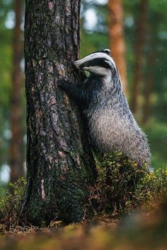 a raccoon climbing up the side of a tree