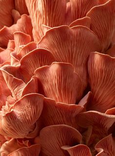 close up view of orange mushrooms growing on the ground