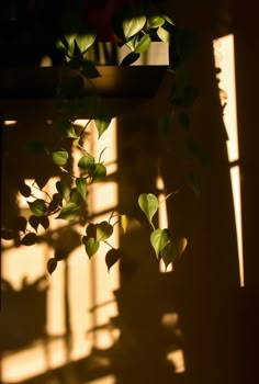 the shadow of a plant in front of a window