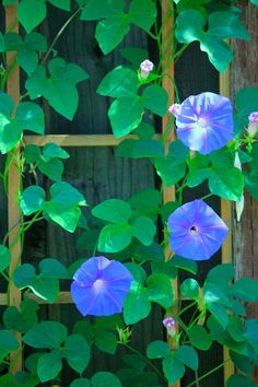 purple flowers growing on the side of a wooden fence with green leaves and vines around them