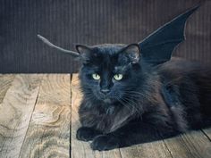 a black cat sitting on top of a wooden floor next to a bat shaped object