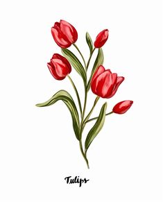 red tulips on a white background with the word tulip written below it