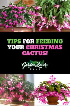 some pink flowers and green plants with the words tips for feeding your christmas cactus