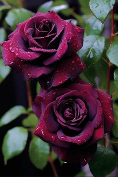 two red roses with water droplets on them