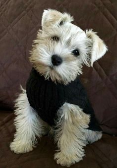 a small white dog sitting on top of a brown couch wearing a black shirt and sweater