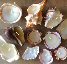 several seashells are arranged on a wooden surface