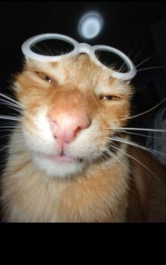 an orange and white cat with goggles on it's head looking at the camera