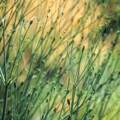 some green plants are growing in the grass