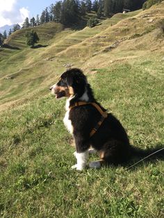 a black and white dog sitting on top of a lush green field next to a hillside