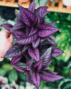 a purple plant in someone's hand with other plants behind it and on the ground