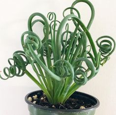 a potted plant with spiraly stems in it