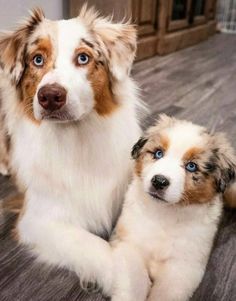 two brown and white dogs laying on the floor