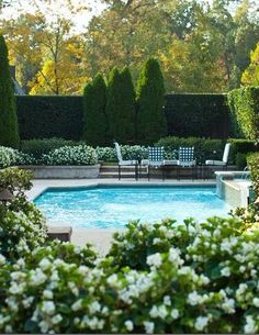 an outdoor swimming pool surrounded by trees and shrubs with white flowers in the foreground