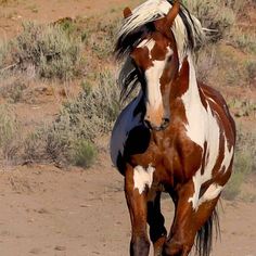 a brown and white horse running across a dirt field