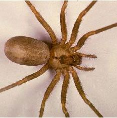 a brown spider sitting on top of a white sheet