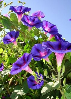 purple flowers are blooming in the sun with green leaves and blue sky behind them