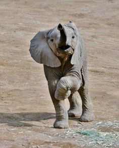 an elephant standing on its hind legs in the middle of a dirt field with it's trunk up