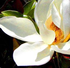 a white flower with yellow stamens and green leaves