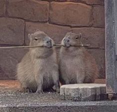 two small animals sitting on the ground with sticks in their mouths