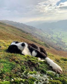 a black and white dog laying on top of a lush green hillside