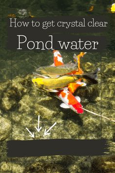 how to get crystal clear pond water for koi fish swimming in the lake or pond