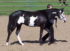 a black and white horse being led by a woman