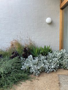 some plants are growing on the side of a building