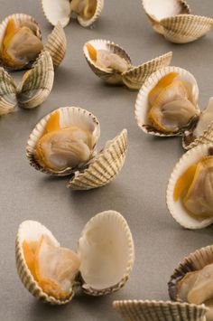 several open shells on a gray surface