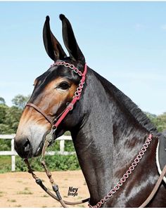 a brown horse wearing a red bridle on it's head