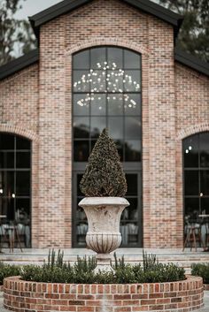 a large potted plant in front of a brick building with lights hanging from the windows