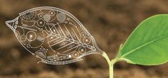 a close up of a green leaf with drawings on it and soil in the background