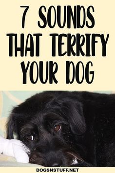 7 sounds that terrify you dog Dog Sounds, Loud Noises, Training Your Puppy