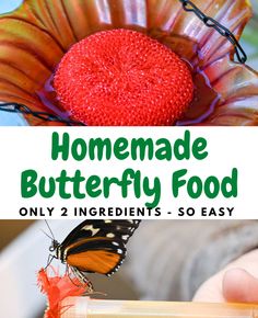 a hand holding a plastic container with a butterfly on it and the words homemade butterfly food only 2 ingredients so easy