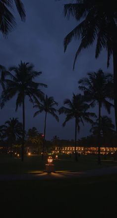 palm trees are lit up in the dark