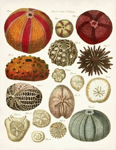 an antique illustration of sea shells