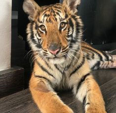 a tiger laying on top of a wooden floor next to a wall with a mirror behind it