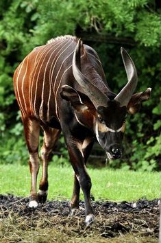 an antelope is standing in the grass