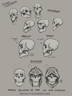 an image of different types of skulls