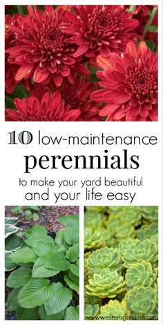 red flowers and green leaves with the words 10 low maintenance perennials to make your yard beautiful