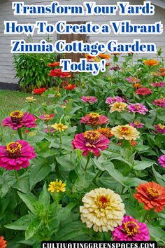 colorful flowers with the words transform your yard how to create a vibrant zinna cottage garden today