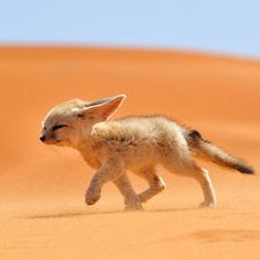 a small animal walking across a sandy surface in the desert, with it's eyes closed